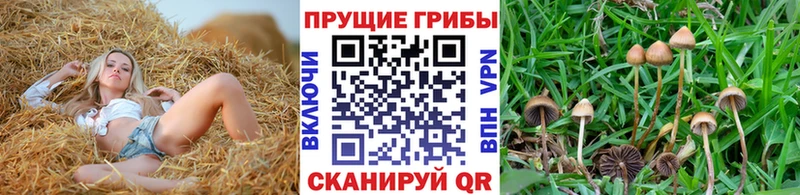 Псилоцибиновые грибы ЛСД  Новомичуринск 